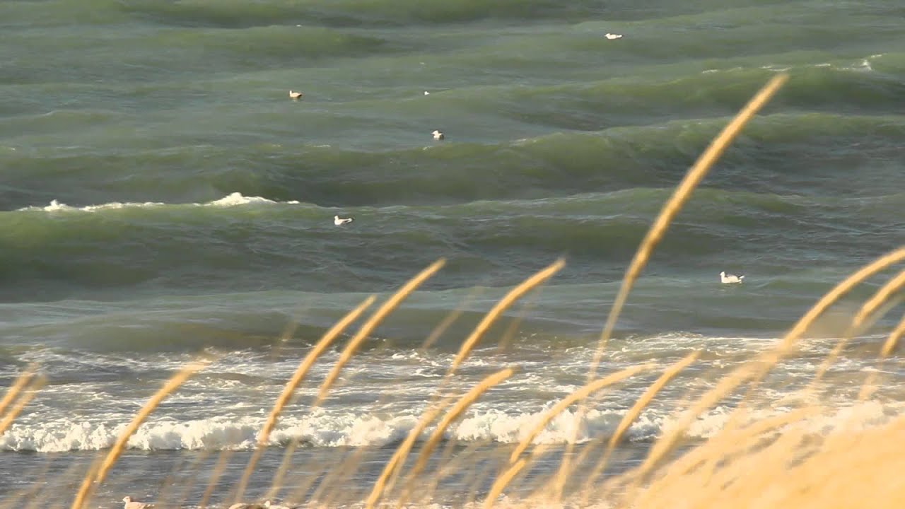 Surfing Gulls (1080 Pixels for best quality)