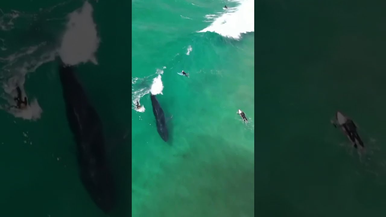 Surfing whale 🌊🐳 | This whale wanted to get in on the action in byron bay