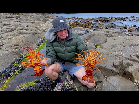 Catching Lobsters out of a Rock Pool, West Coast Tasmania